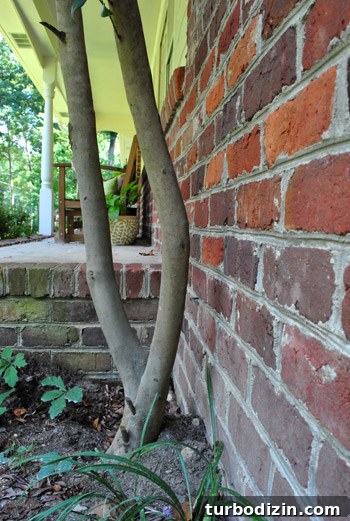 How to Remove Weeds from a Paver Driveway Quickly and Effectively 4 img 39854 3