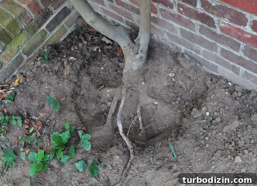 How to Remove Weeds from a Paver Driveway Quickly and Effectively 7 img 39854 6