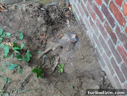 How to Remove Weeds from a Paver Driveway Quickly and Effectively 8 img 39854 7