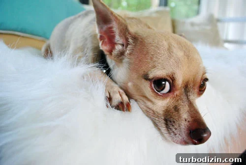 10 Lessons Learned from Years as Professional Bloggers 2 Burger-Bashful-on-Sheepskin