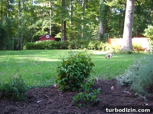 mulch backyard garden