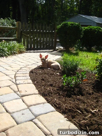 chihuahua in garden