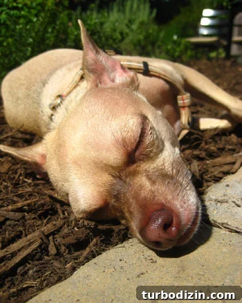 sleeping chihuahua dog garden mulch