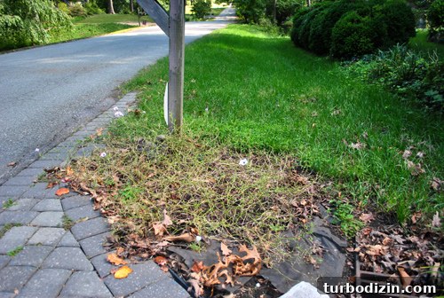 Mailbox Landscaping Ideas to Boost Curb Appeal and Function 4 October scraggly petunias
