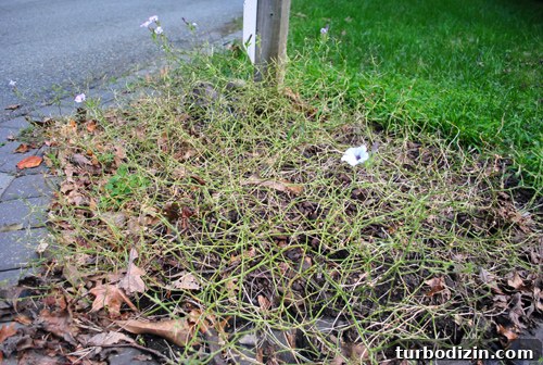 Mailbox Landscaping Ideas to Boost Curb Appeal and Function 5 Removing petunias