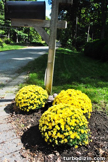 Mailbox Landscaping Ideas to Boost Curb Appeal and Function 7 Yellow mums at mailbox