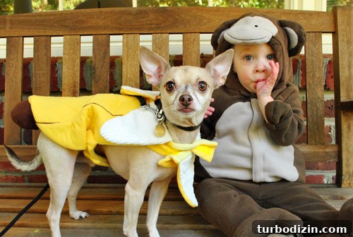 How to Use Secondhand Cabinets in a Kitchen Remodel 7 Monkey and banana costumes