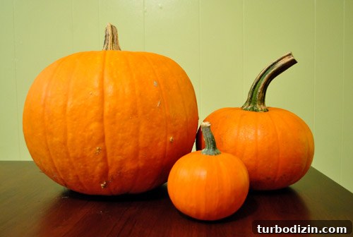 4 No-Carve Pumpkin Craft Ideas Kids Will Love 4 img 41609 3