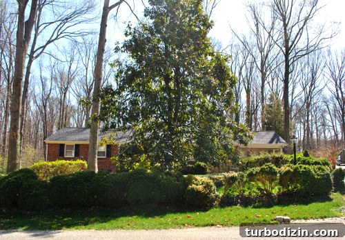 Front yard before