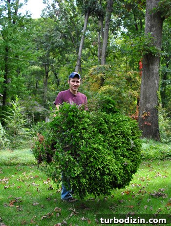 Transplanted bushes