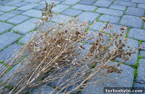 Dead bushes