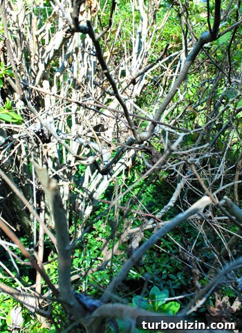 Removed plants
