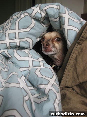 How We Landed a Book Deal: Finding an Agent and Writing a Proposal 4 pooch-adoption1