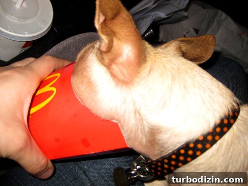 How We Landed a Book Deal: Finding an Agent and Writing a Proposal 5 french-fry-face