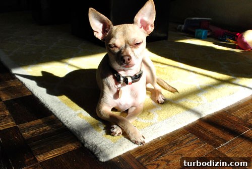 Top February Highlights and Standout Moments 18 Burger the chihuahua