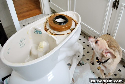 Fix a Wobbly Toilet: Quick Steps to Stabilize It Safely 17 New wax ring applied to underside of toilet bowl with chihuahua in background