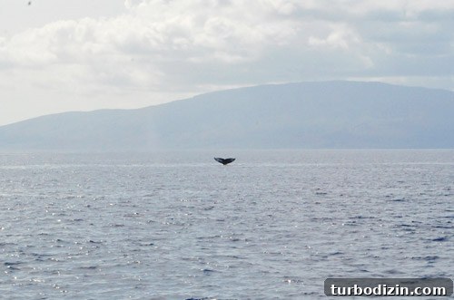 Hawaii Family Vacation: Tips, Highlights, and Itinerary Guide 12 img 45247 15