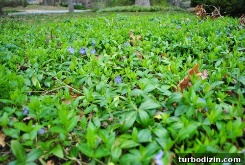 Hire a Certified Landscape Designer: What to Expect and Why It Matters 4 img 45678 4