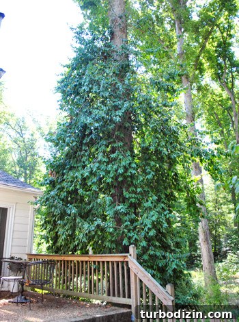 Hire a Certified Landscape Designer: What to Expect and Why It Matters 8 img 45678 8