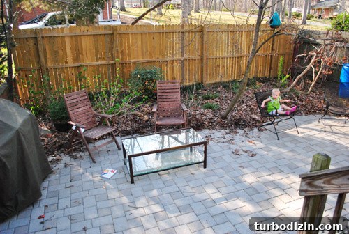 How to Plant and Grow Blue Hydrangeas Successfully 2 img 45681 1
