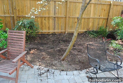 How to Plant and Grow Blue Hydrangeas Successfully 11 img 45681 10