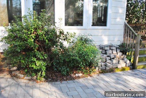 How to Plant and Grow Blue Hydrangeas Successfully 12 img 45681 11