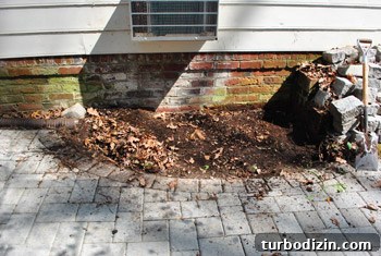 How to Plant and Grow Blue Hydrangeas Successfully 13 img 45681 12