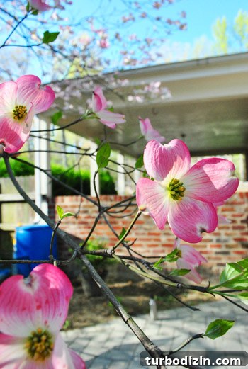 How to Plant and Grow Blue Hydrangeas Successfully 18 img 45681 17