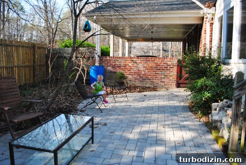 How to Plant and Grow Blue Hydrangeas Successfully 3 img 45681 2