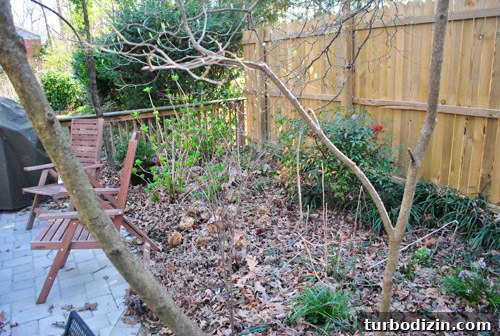 How to Plant and Grow Blue Hydrangeas Successfully 22 img 45681 21