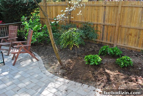 How to Plant and Grow Blue Hydrangeas Successfully 23 img 45681 22
