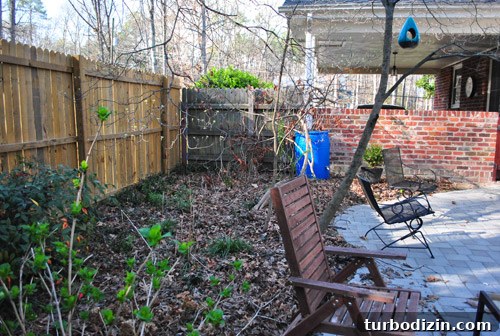 How to Plant and Grow Blue Hydrangeas Successfully 5 img 45681 4