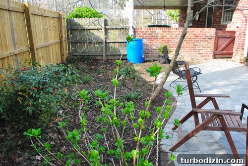 How to Plant and Grow Blue Hydrangeas Successfully 9 img 45681 8