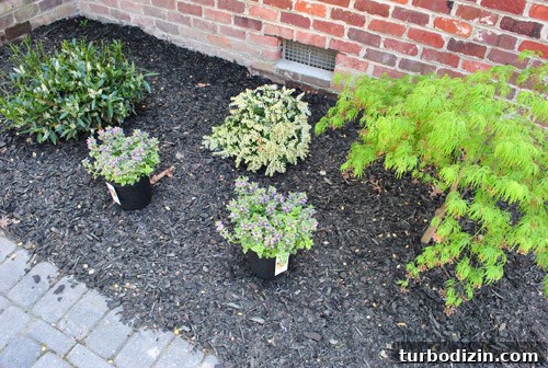 How to Plant and Care for a Dwarf Pieris Japonica Variegata 11 img 45878 10
