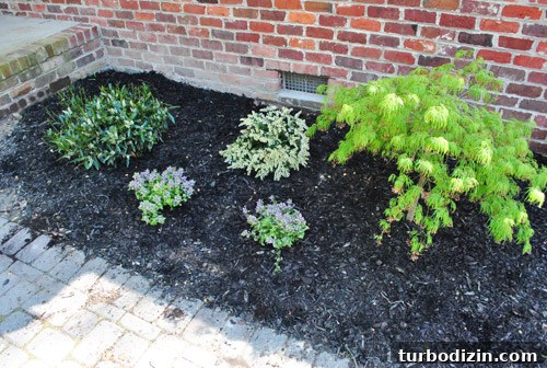 How to Plant and Care for a Dwarf Pieris Japonica Variegata 12 img 45878 11