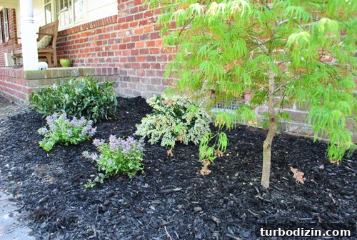 How to Plant and Care for a Dwarf Pieris Japonica Variegata 13 img 45878 12