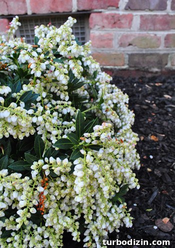 How to Plant and Care for a Dwarf Pieris Japonica Variegata 14 img 45878 13