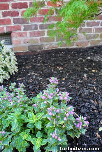 How to Plant and Care for a Dwarf Pieris Japonica Variegata 15 img 45878 14