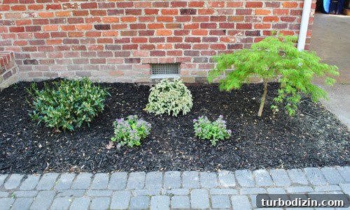 How to Plant and Care for a Dwarf Pieris Japonica Variegata 17 img 45878 16
