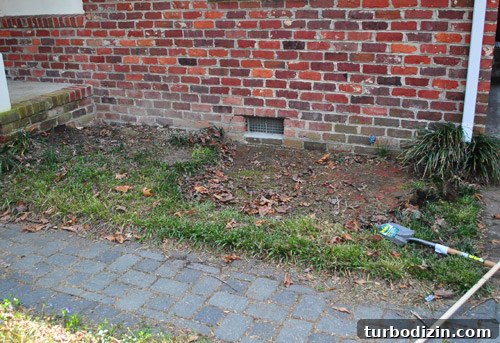 How to Plant and Care for a Dwarf Pieris Japonica Variegata 3 img 45878 2