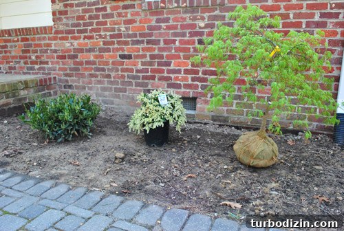 How to Plant and Care for a Dwarf Pieris Japonica Variegata 9 img 45878 8