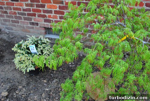 How to Plant and Care for a Dwarf Pieris Japonica Variegata 10 img 45878 9