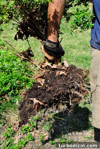 How to Clear and Maintain a Pathway to Your Front Door 7 img 45883 6