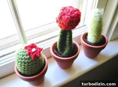 Richmond Spring Craft Fair: Bada Bing Market Event 6 Cacti on the window ledge