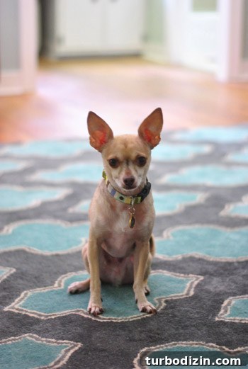 Affordable Wool Rugs: Smart Ways to Save on Quality Rugs 12 img 47413 18