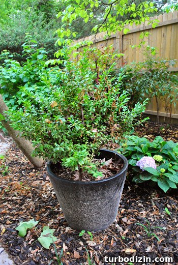 How to Plant Boxwoods, Petunias & Hydrangeas for Lush Beds 11 img 47425 11