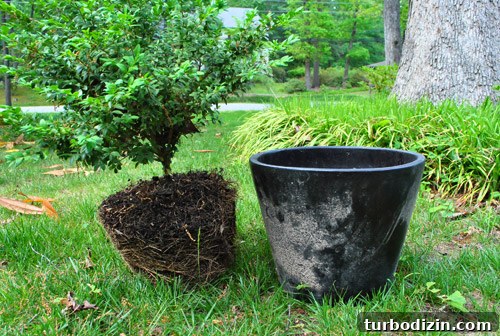 How to Plant Boxwoods, Petunias & Hydrangeas for Lush Beds 13 img 47425 13