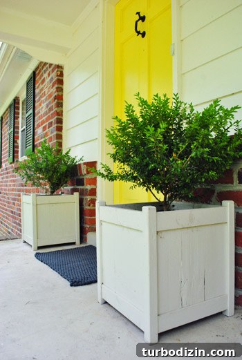 How to Plant Boxwoods, Petunias & Hydrangeas for Lush Beds 15 img 47425 15