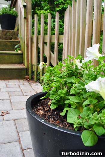 How to Plant Boxwoods, Petunias & Hydrangeas for Lush Beds 17 img 47425 17