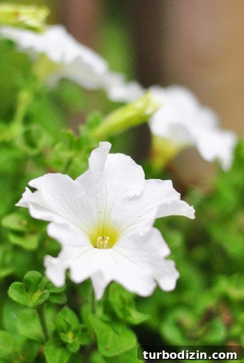 How to Plant Boxwoods, Petunias & Hydrangeas for Lush Beds 18 img 47425 18
